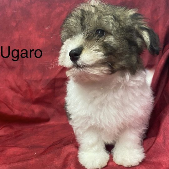 chiot Coton de tulear UGARO coton de tuléar Domaine de la Chantelaie