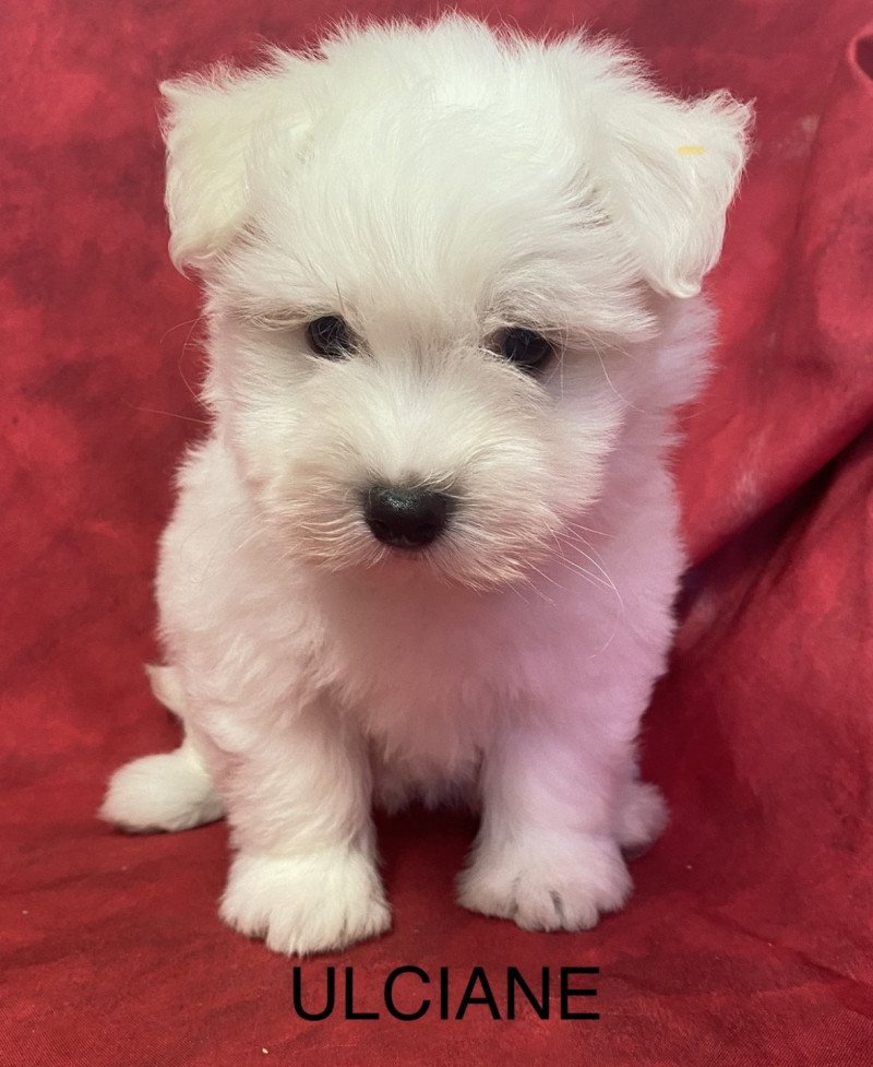 ULCIANE coton de tuléar Femelle Coton de tulear