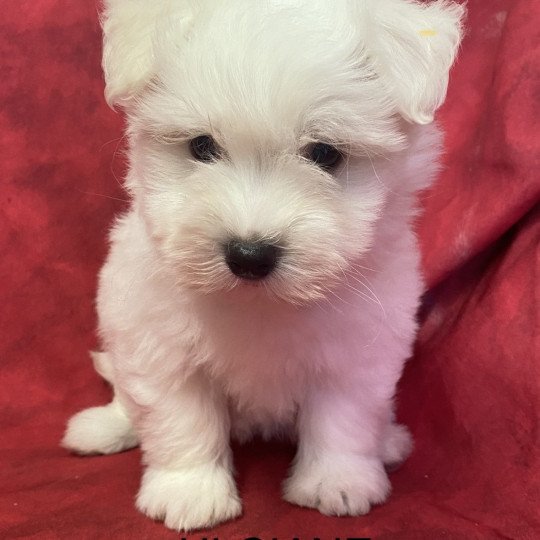 ULCIANE coton de tuléar Femelle Coton de tulear