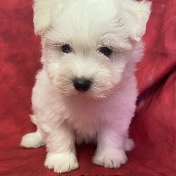 chiot Coton de tulear ULCIANE coton de tuléar Domaine de la Chantelaie