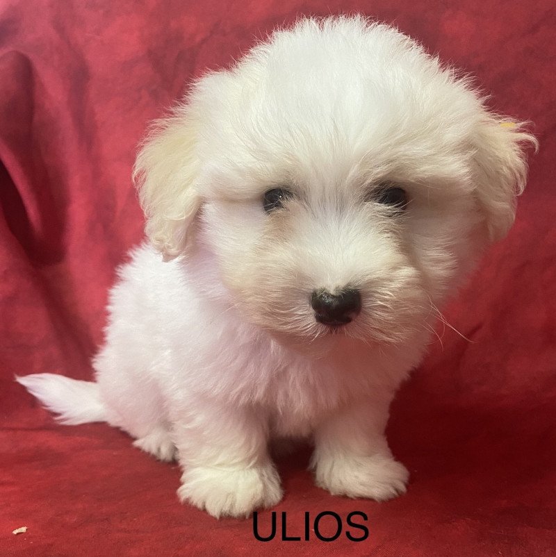 ULIOS coton de tuléar Mâle Coton de tulear