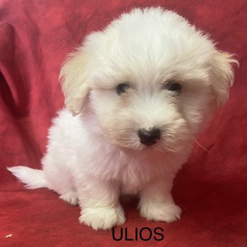chiot Coton de tulear ULIOS coton de tuléar Domaine de la Chantelaie chiot Coton de tulear ULIOS coton de tuléar Domaine de la Chantelaie