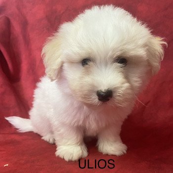 chiot Coton de tulear ULIOS coton de tuléar Domaine de la Chantelaie