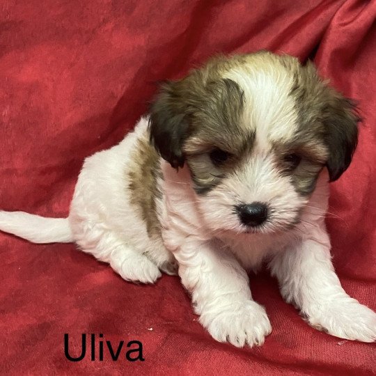 chiot Coton de tulear ULIVA coton de tuléar Domaine de la Chantelaie