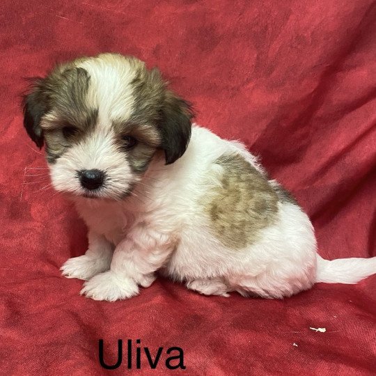 chiot Coton de tulear ULIVA coton de tuléar Domaine de la Chantelaie
