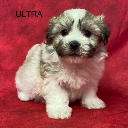 ULTRA coton de tuléar Mâle Coton de tulear