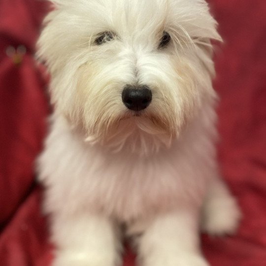 ULYSS Mâle Coton de tulear