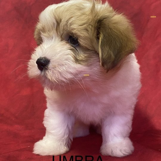 UMBRA coton de tuléar Femelle Coton de tulear