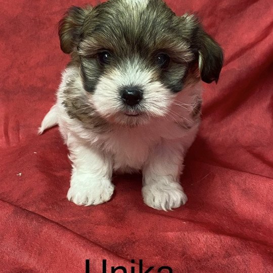 UNIKA coton Femelle Coton de tulear