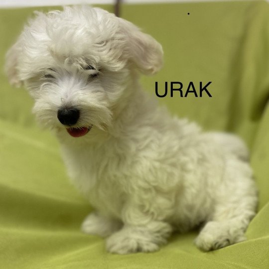 chiot Coton de tulear URAK Domaine de la Chantelaie