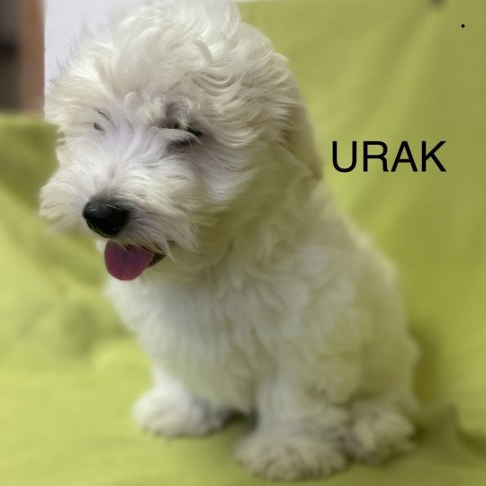 chiot Coton de tulear URAK Domaine de la Chantelaie