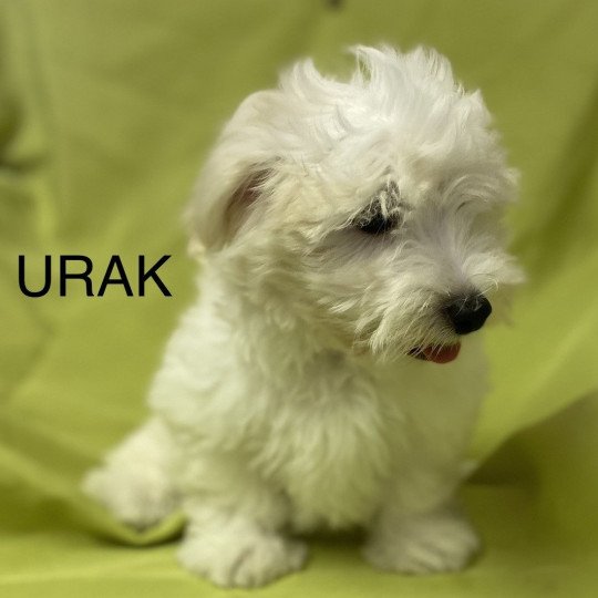 chiot Coton de tulear URAK Domaine de la Chantelaie