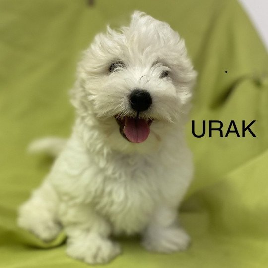 URAK Coton Mâle Coton de tulear