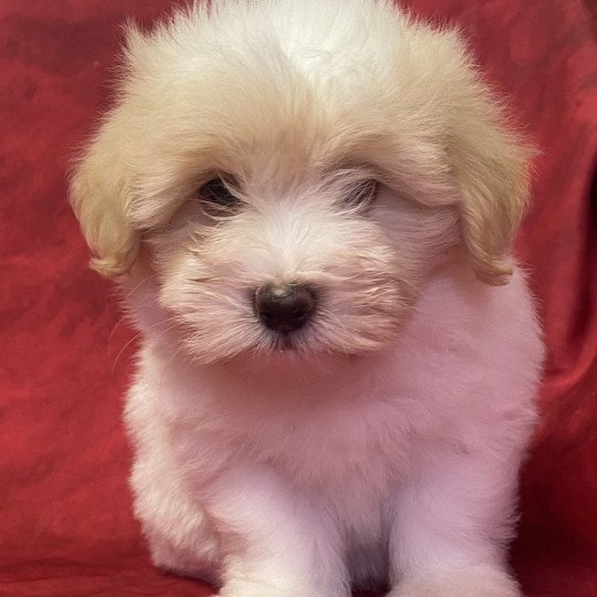 UPILA coton de tuléar Femelle Coton de tulear