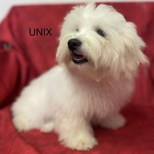 UNIX Mâle Coton de tulear