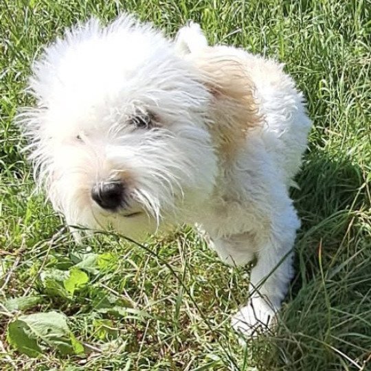 chien Coton de tulear URIANE Domaine de la Chantelaie