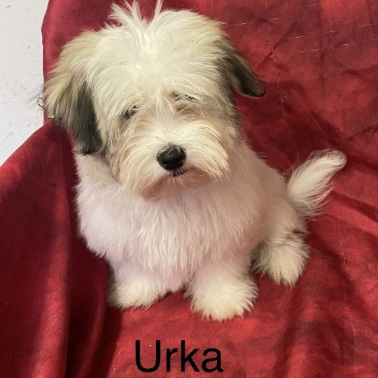 URKA coton Femelle Coton de tulear