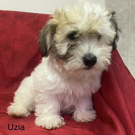 chiot Coton de tulear Tricolore UZIA Domaine de la Chantelaie