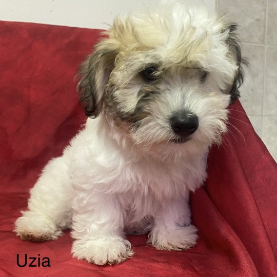 UZIA Femelle Coton de tulear