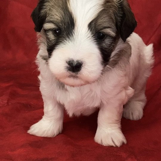 VADROUILLE coton de tuléar Femelle Coton de tulear