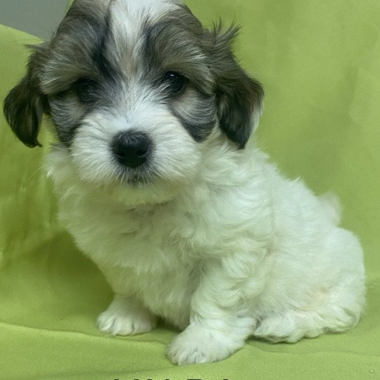 chiot Coton de tulear TRICOLORE VALDA Domaine de la Chantelaie