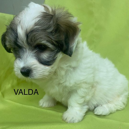chiot Coton de tulear TRICOLORE VALDA Domaine de la Chantelaie