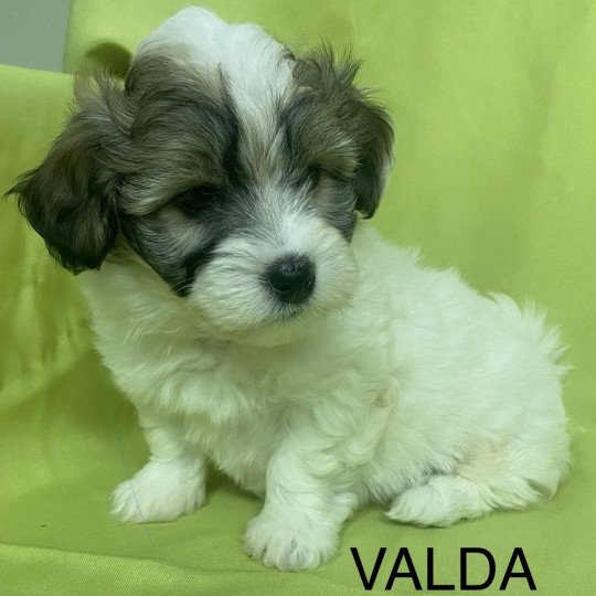 chiot Coton de tulear TRICOLORE VALDA Domaine de la Chantelaie