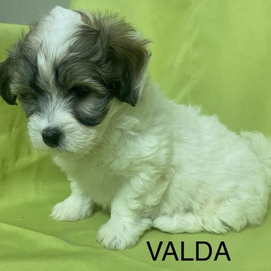 chiot Coton de tulear TRICOLORE VALDA Domaine de la Chantelaie