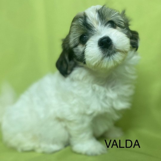 chiot Coton de tulear TRICOLORE VALDA Domaine de la Chantelaie