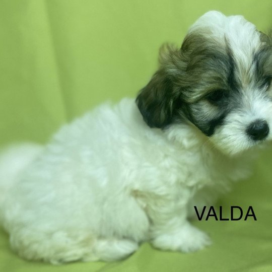 chiot Coton de tulear TRICOLORE VALDA Domaine de la Chantelaie