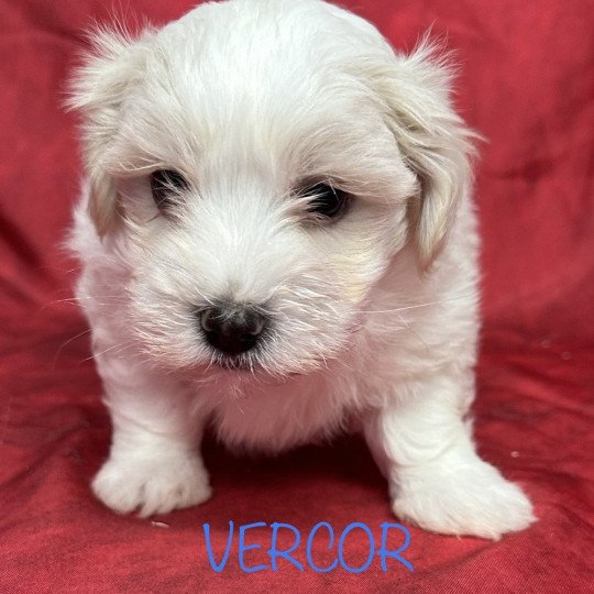 VERCOR coton de tuléar RÉSERVÉ Mâle Coton de tulear