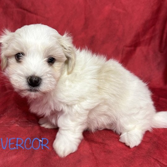 chiot Coton de tulear VERCOR coton de tuléar à réserver Domaine de la Chantelaie