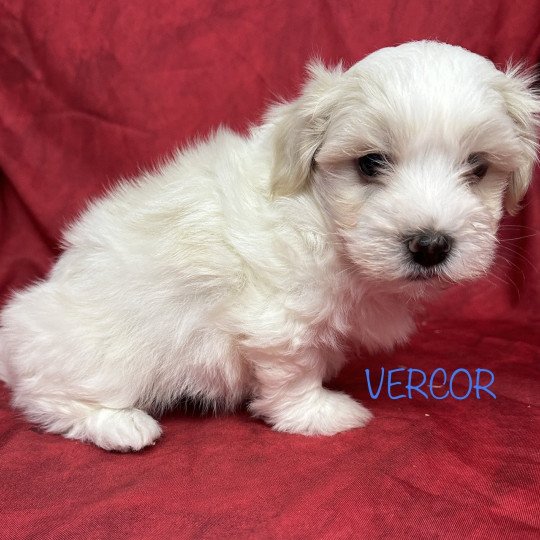 chiot Coton de tulear VERCOR coton de tuléar à réserver Domaine de la Chantelaie