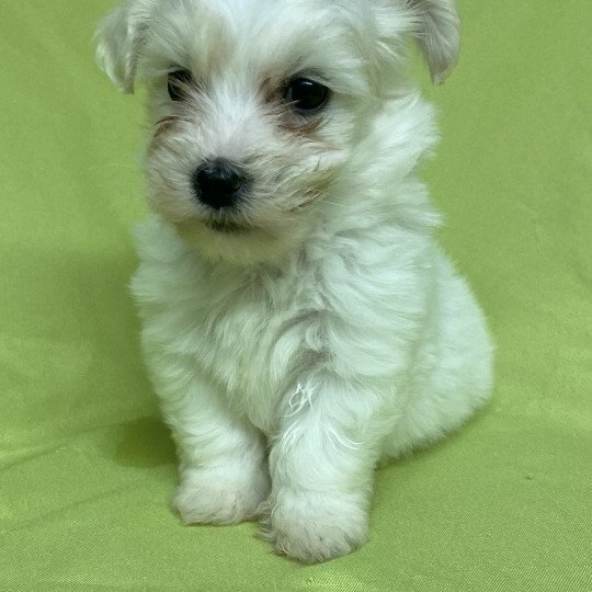 chiot Coton de tulear VERLAINE coton de tuléar Domaine de la Chantelaie