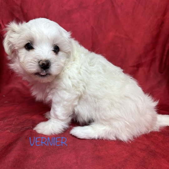 chiot Coton de tulear VERNIER coton de tuléar à réserver Domaine de la Chantelaie