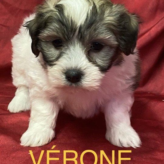 chiot Coton de tulear VERONE Coton à réserver Domaine de la Chantelaie