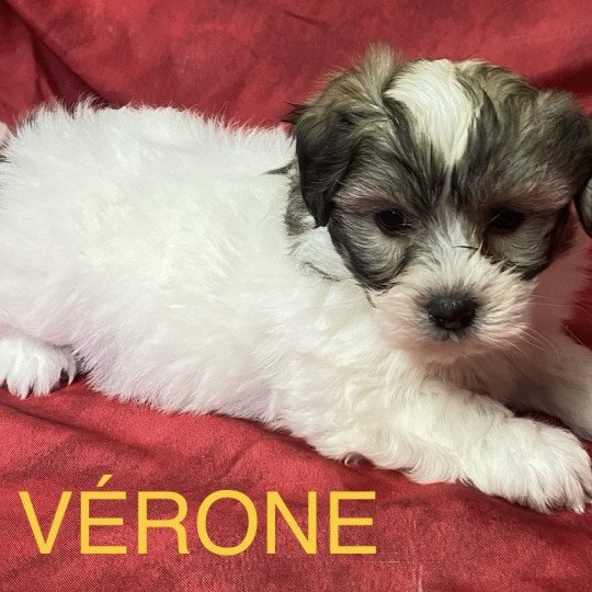 chiot Coton de tulear VERONE Coton à réserver Domaine de la Chantelaie