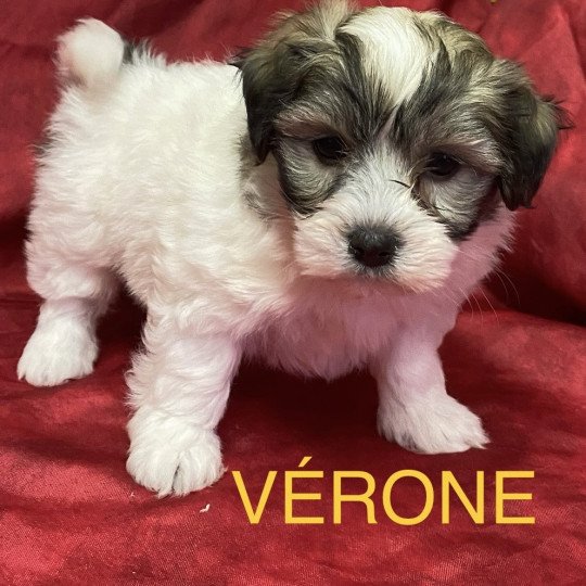 chiot Coton de tulear VERONE Coton à réserver Domaine de la Chantelaie