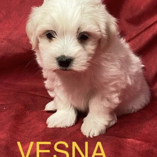 chiot Coton de tulear VESNA Coton à réserver Domaine de la Chantelaie