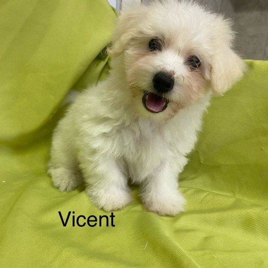 VICENT coton de tuléar Mâle Coton de tulear