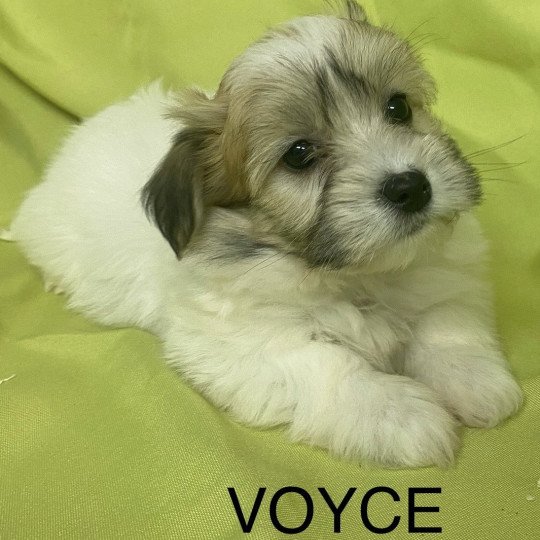 chiot Coton de tulear TRICOLORE VOYCE Domaine de la Chantelaie