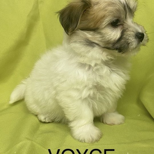 chiot Coton de tulear TRICOLORE VOYCE Domaine de la Chantelaie