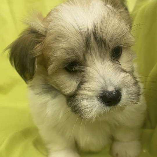 chiot Coton de tulear TRICOLORE VOYCE Domaine de la Chantelaie