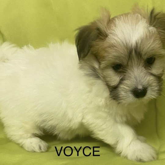 chiot Coton de tulear TRICOLORE VOYCE Domaine de la Chantelaie