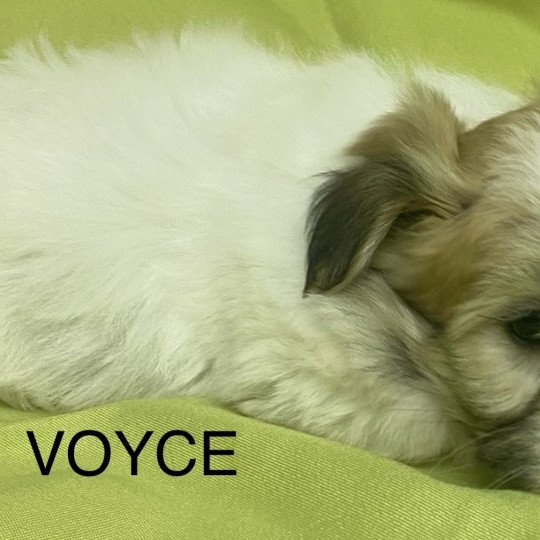 chiot Coton de tulear TRICOLORE VOYCE Domaine de la Chantelaie