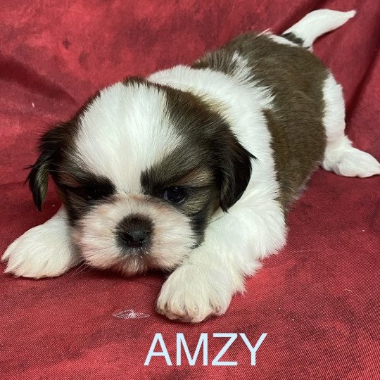 chiot Shih tzu AMZY shih tzu Domaine de la Chantelaie