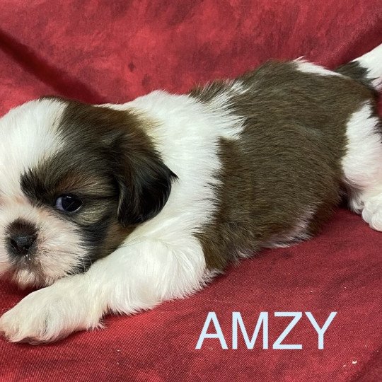 chiot Shih tzu AMZY shih tzu Domaine de la Chantelaie