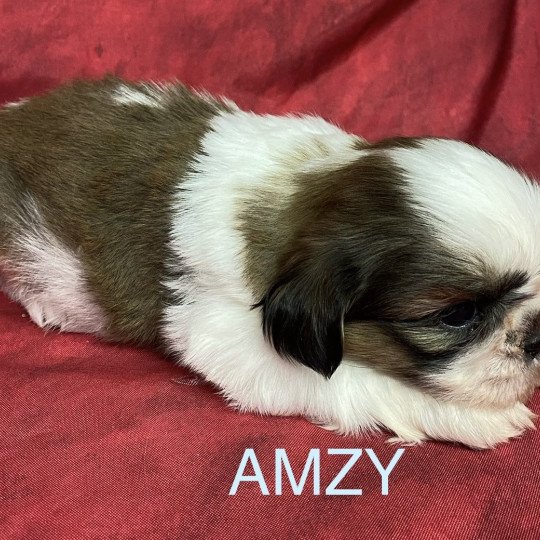 chiot Shih tzu AMZY shih tzu Domaine de la Chantelaie