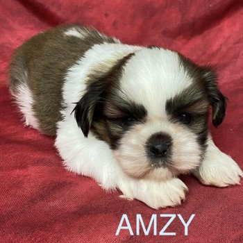 chiot Shih tzu AMZY shih tzu Domaine de la Chantelaie chiot Shih tzu AMZY shih tzu Domaine de la Chantelaie