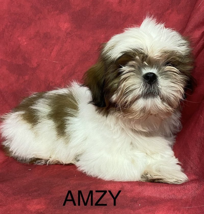 AMZY shih tzu Mâle Shih tzu